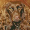 Adorable Boykin Spaniel Diamond Painting