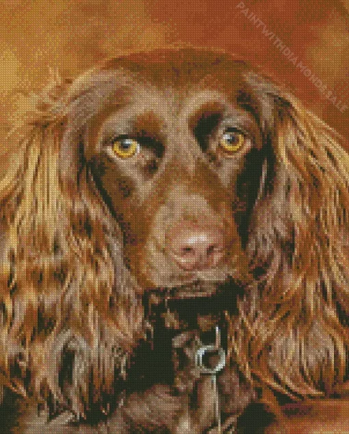 Adorable Boykin Spaniel Diamond Painting