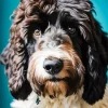 Adorable Sheepadoodle Diamond Painting