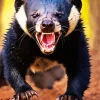 Angry Tasmanian Devil Diamond Painting