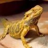 Bearded Dragon Lizard Diamond Painting