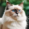 Beige Birman Cat Diamond Painting