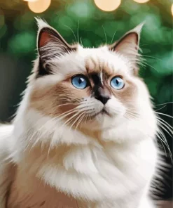 Beige Birman Cat Diamond Painting