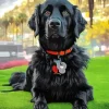 Black Boykin Spaniel Diamond Painting