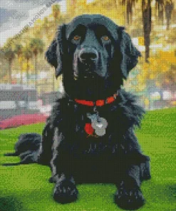 Black Boykin Spaniel Diamond Painting