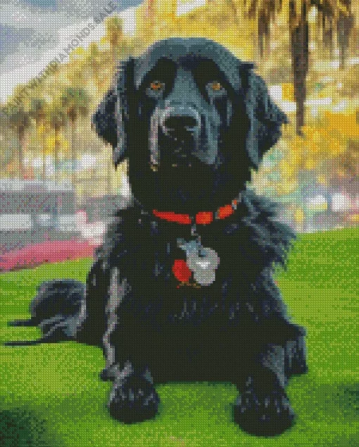 Black Boykin Spaniel Diamond Painting