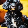 Black Sheepadoodle Diamond Painting