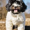 Black And White Sheepadoodle Diamond Painting