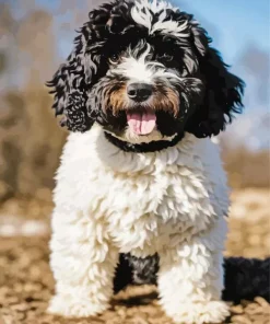 Black And White Sheepadoodle Diamond Painting