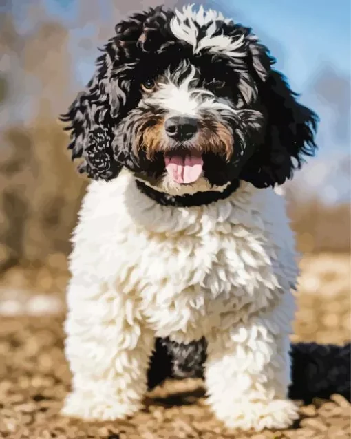 Black And White Sheepadoodle Diamond Painting