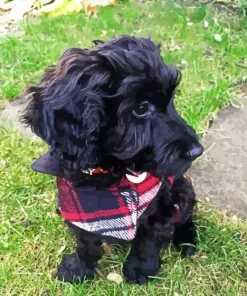 Black Cockapoo Diamond Painting