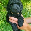 Black Cockapoo Puppy Diamond Painting