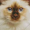 Blue Eyed Birman Diamond Painting