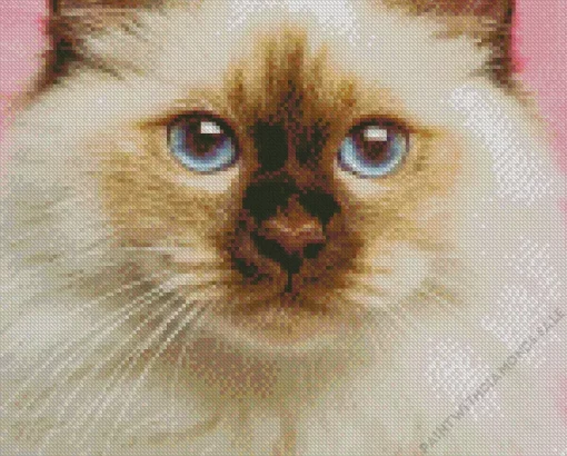 Blue Eyed Birman Diamond Painting