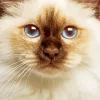 Blue Eyed Birman Diamond Painting