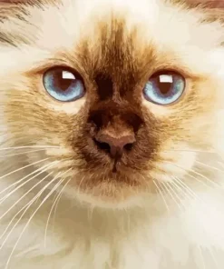 Blue Eyed Birman Diamond Painting