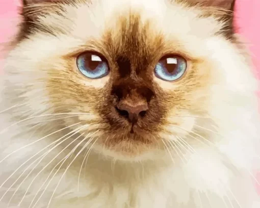 Blue Eyed Birman Diamond Painting