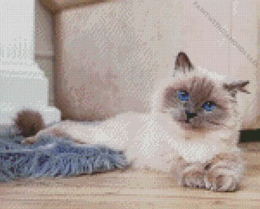 Blue Eyed Birman Cat Diamond Painting