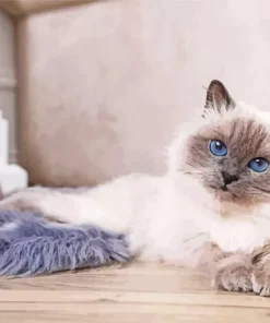 Blue Eyed Birman Cat Diamond Painting