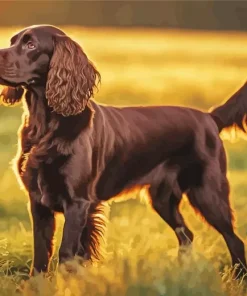 Brown Boykin Spaniel Diamond Painting