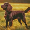 Brown Boykin Spaniel Diamond Painting