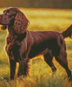 Brown Boykin Spaniel Diamond Painting