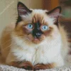 Brown And White Birman Cat Diamond Painting