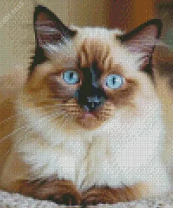 Brown And White Birman Cat Diamond Painting