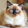 Brown And White Birman Cat Diamond Painting