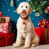 Christmas Sheepadoodle Diamond Painting