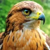 Close Up Black Kite Diamond Painting