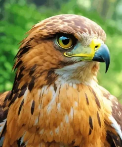 Close Up Black Kite Diamond Painting