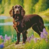 Cute Boykin Spaniel Diamond Painting