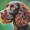 Cute Boykin Spaniel Dog Diamond Painting