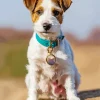 Cute Jack Russell Diamond Painting