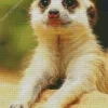 Cute Meerkat Diamond Painting