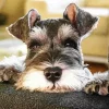 Cute Schnauzer Diamond Painting