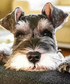 Cute Schnauzer Diamond Painting