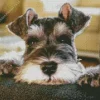 Cute Schnauzer Diamond Painting