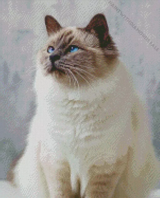 Fluffy Birman Cat Diamond Painting