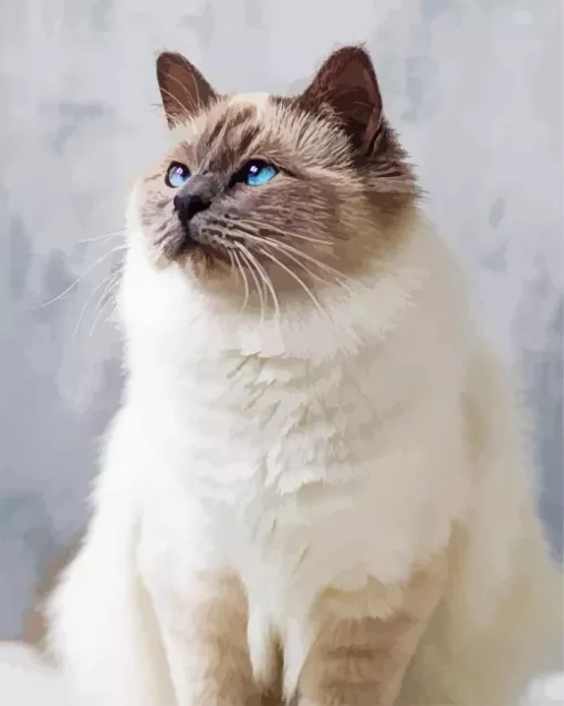 Fluffy Birman Cat Diamond Painting