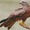 Fluffy Black Kite Diamond Painting