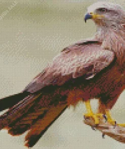 Fluffy Black Kite Diamond Painting