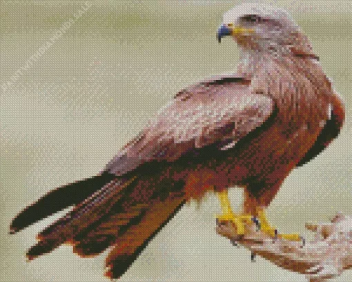 Fluffy Black Kite Diamond Painting