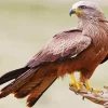 Fluffy Black Kite Diamond Painting