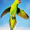 Flying Parakeet Diamond Painting