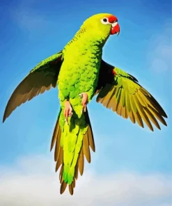 Flying Parakeet Diamond Painting