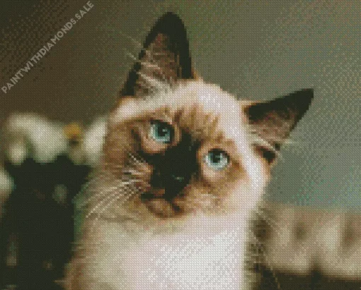 Green Eyed Birman Diamond Painting