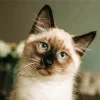 Green Eyed Birman Diamond Painting