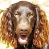 Happy Boykin Spaniel Diamond Painting